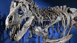 The skeleton of the 'Trinity' Tyrannosaurus Rex pictured during a visit to the Sauriermuseum Aathal dinosaur museum in Seegraben, canton of Zurich, Switzerland on Monday 22 January 2024. Belgian businessman Huts and his companies Katoen Natie and Indaver bought the skeleton of the 'Trinity' Tyrannosaurus Rex for 5.6 million euros, to display it at the Boerentoren tower in the near future. BELGA PHOTO ERIC LALMAND (Photo by ERIC LALMAND / BELGA MAG / Belga via AFP) (Photo by ERIC LALMAND/BELGA MAG/AFP via Getty Images)