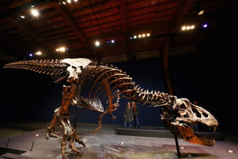 A view of Trix, one of the most complete T. rex skeletons in the world, on display at the Naturalis Biodiversity Center in Leiden, Netherlands.