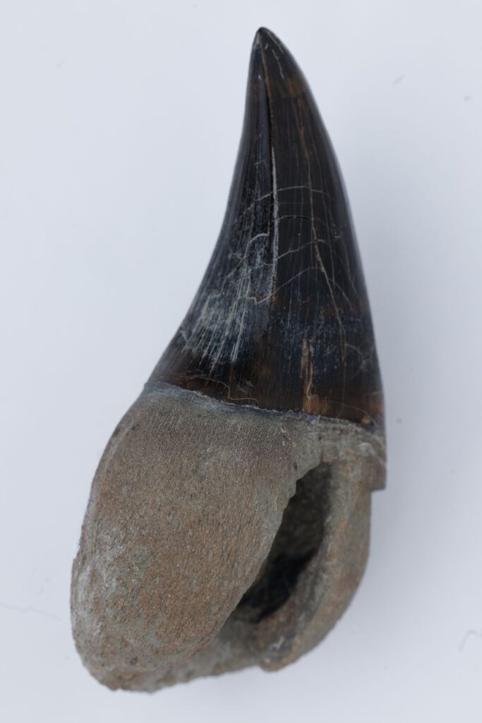 The ferocious Tylosaurus rex had sawlike teeth that tore into prey. Here's a single tooth from a Perot Museum specimen.