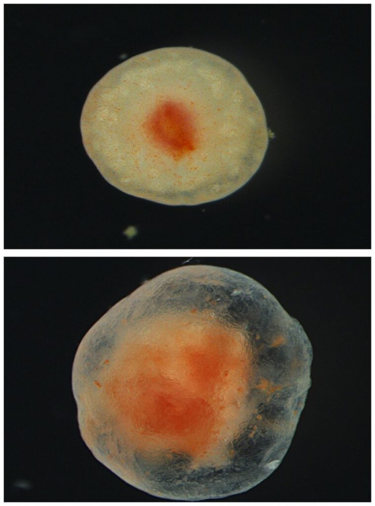 Tube foot tissue one year (top) and several years (bottom) after removal from a sea cucumber shows the wound site over time.