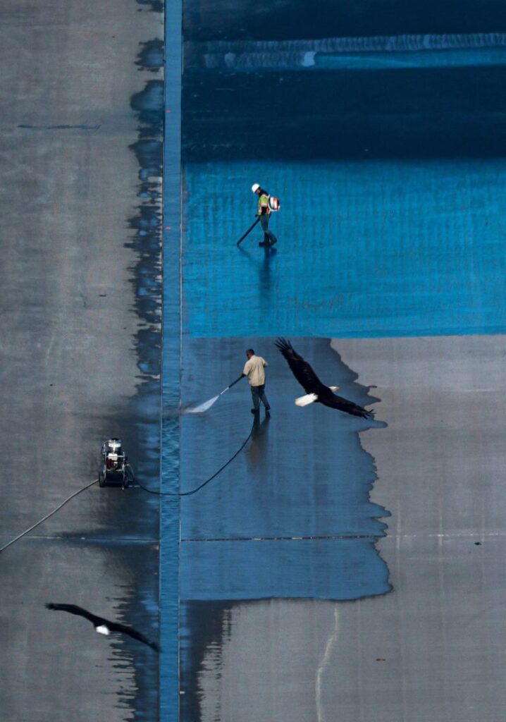Bald eagles fly as workers paint the Reflecting Pool, which is being painted blue at the directive of US President Donald Trump, in Washington, DC, on May 14.