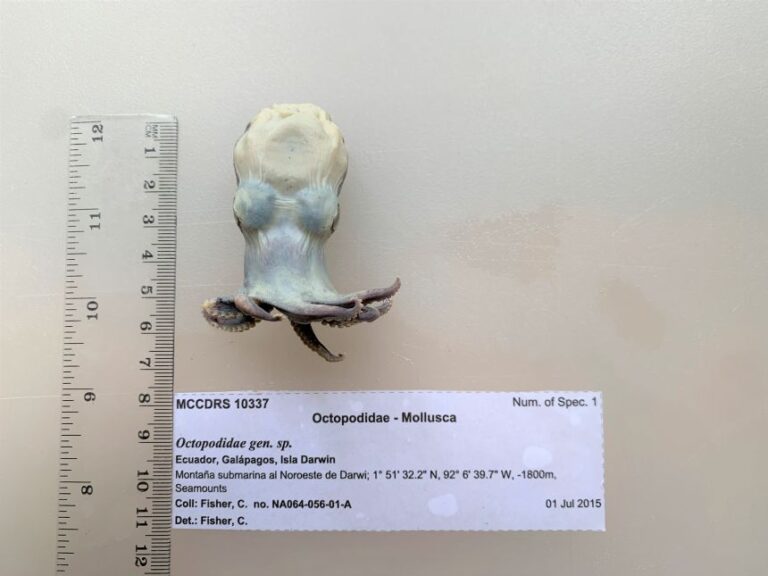 Using a CT scanner, researchers were able to create a 3D model of a newly discovered species of octopus.