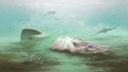 An artist's representation of what the animal may have looked like.