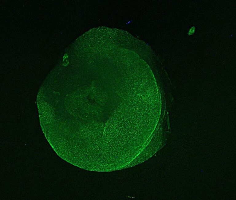 A microscopic view of a severed tube foot shows cell activity, with denser green areas reflecting more active cellular processes.
