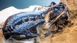 Snout of Nanotyrannus. The skull of Nanotyrannus differs from T. rex. Nanotyrannus has different nerve patterns, sinus structures, and more teeth.