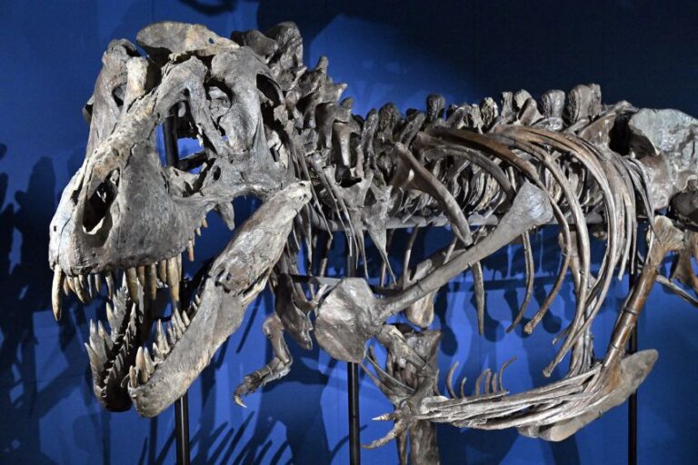 The large skull of T. rex might be the reason why the forelimbs shrunk to their small size.