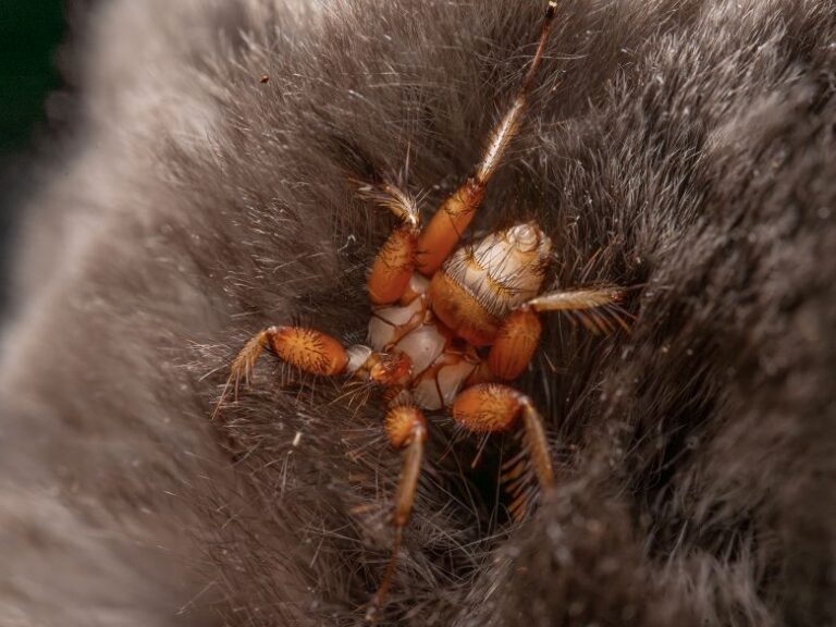 A flightless bat fly, a parasite that lives on bats and drinks their blood.