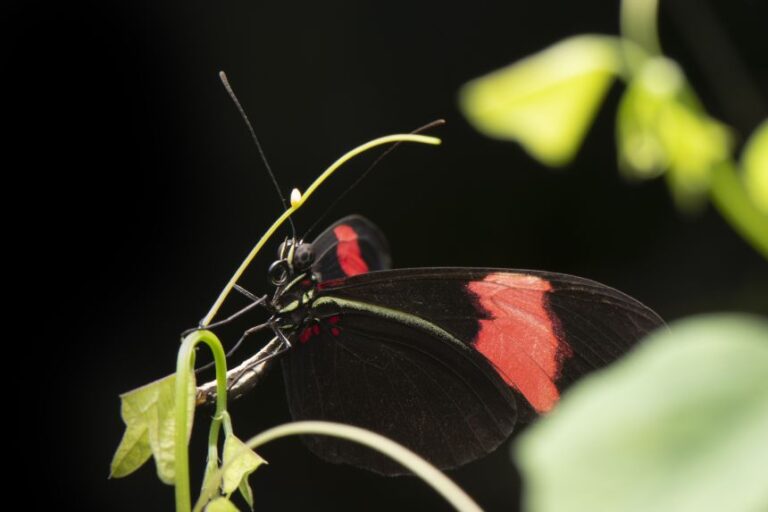 A female Heliconius erato lays an egg on a plant.