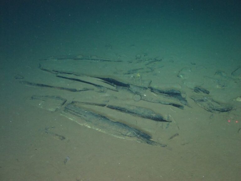 Possible baleen whale ribs, pictured here, lie in<strong> </strong>the vast whale graveyard in the Diamantina Zone.