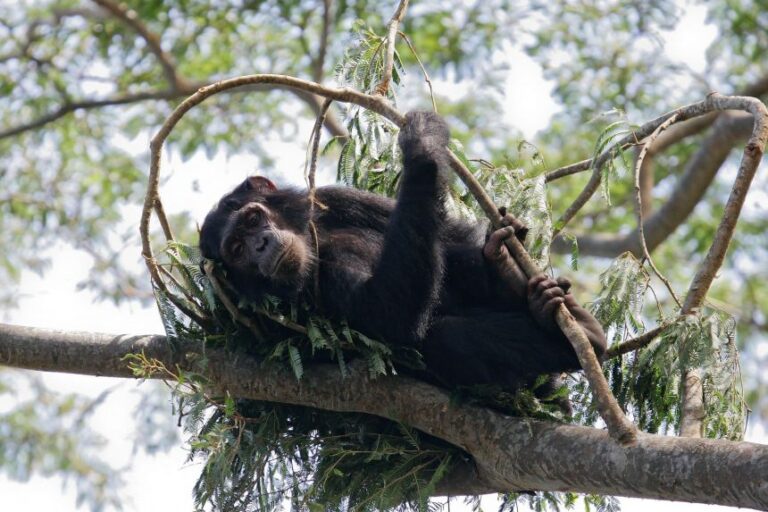A chimpanzee lies in a sleeping nest in a tree canopy in Tanzania's Gombe Stream National Park.