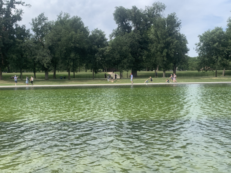 The surface of the Lincoln Memorial Reflecting Pool remains green in large sections with algae visible on June 18, 2026.