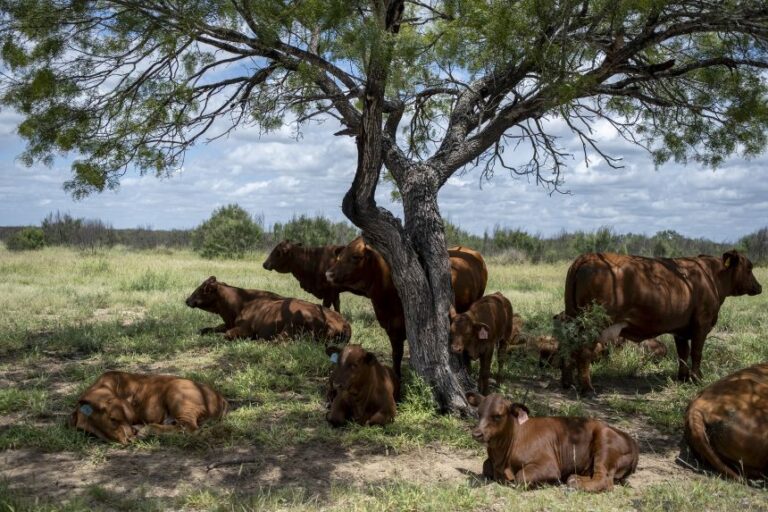 Cattle roam Chapparosa Ranch in La Pryor, Texas, on June 11.