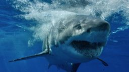 Great White Shark ( Charcaradon carcarias )
Guadalupe Island, Baja California, Mexico, Pacific Ocean
Isla Guadalupe is located 160 miles off the coast off Baja California and over 220 miles southwest of San Diego in open ocean water that has over 100 feet of visibility. Its rapidly becoming the World's Best Destination to dive with Great White Sharks (Carcharodon carcharias). It hosts one of the most prolific populations of White Sharks on the planet.