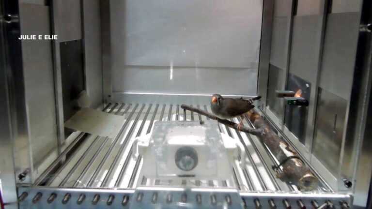 animal comms vignette_ZEBRA FINCHES-thumb.jpg