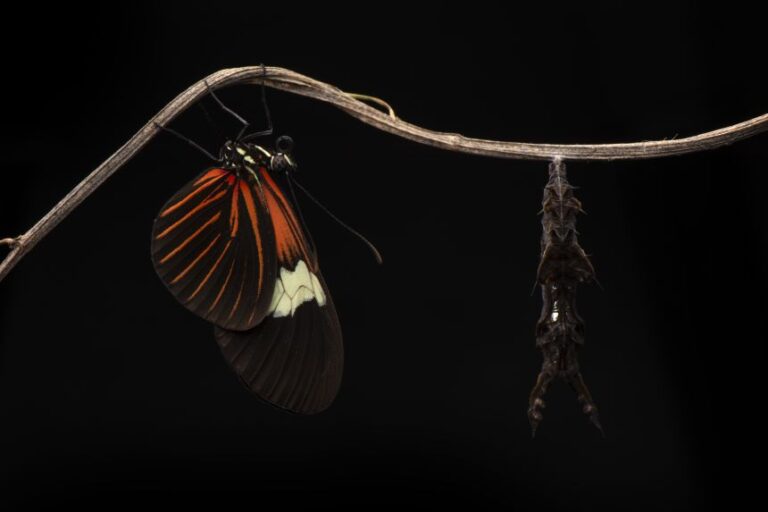 An adult Heliconius erato appears next to a pupa of the same species.