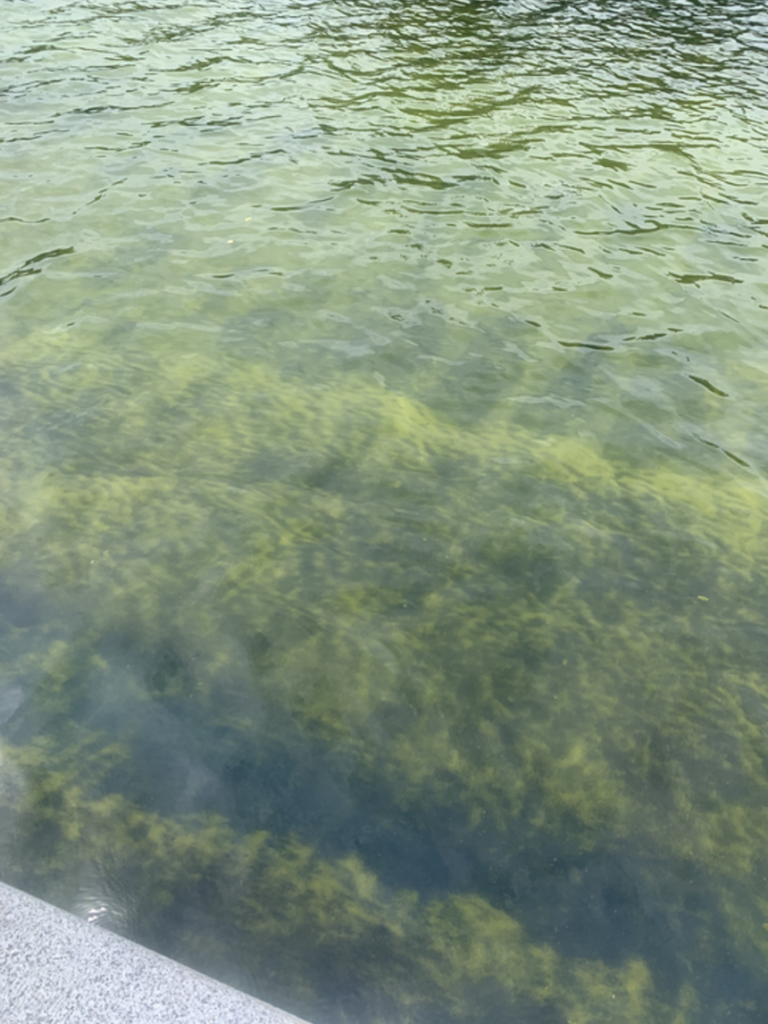 The surface of the Lincoln Memorial Reflecting Pool on June 18, 2026.