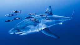 WhiteShark_DR-2 Derk Remmers.jpg