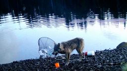 Video-1---credit-to-the-Haíɫzaqv-Wolf-and-Biodiversity-Project-(placeofwolves.ca).00_01_43_07.Still003.jpg