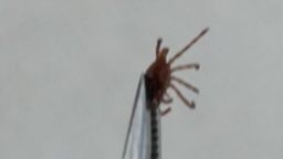 119922_TicksTirrell_VRTC_Thumbnail_CLEAN.jpg