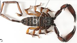 01 prehistoric scorpion