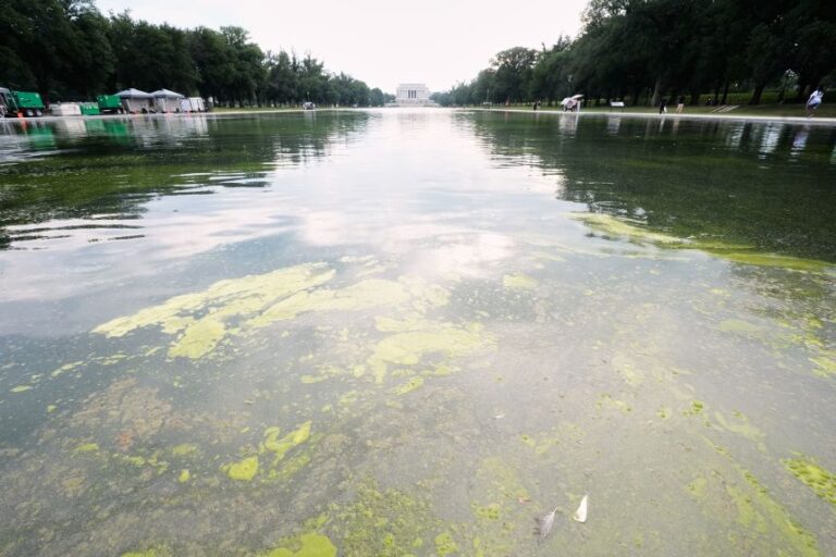 Green algae floats on the Reflecting Pool between the Lincoln Memorial, center, and the National WWII Memorial, not pictured, on Sunday, June 14, in Washington, DC.