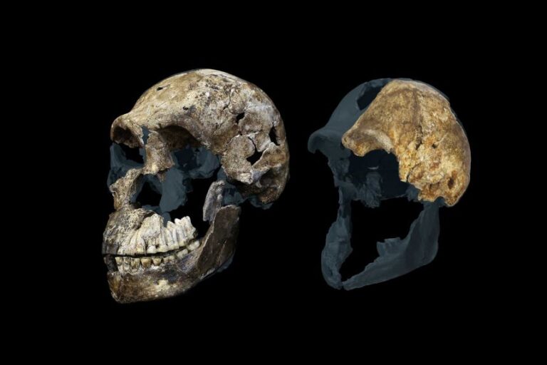The brain size of Homo naledi was around one-third of the size of a modern human brain.