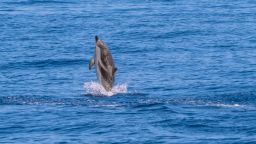 Stenella coeruleoalba_One Ocean Foundation.jpg
