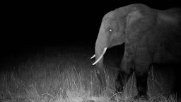 The first photo of a ghost elephant captured by a motion controlled camera. The eyes glow in this night shot. (Credit: Courtesy of The Wilderness Project Archive)