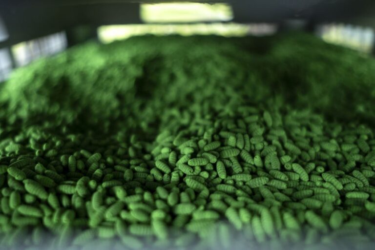 A crate of 80,000 sterile New World screwworm pupae is installed at Chapparosa Ranch in La Pryor, Texas, on June 11.