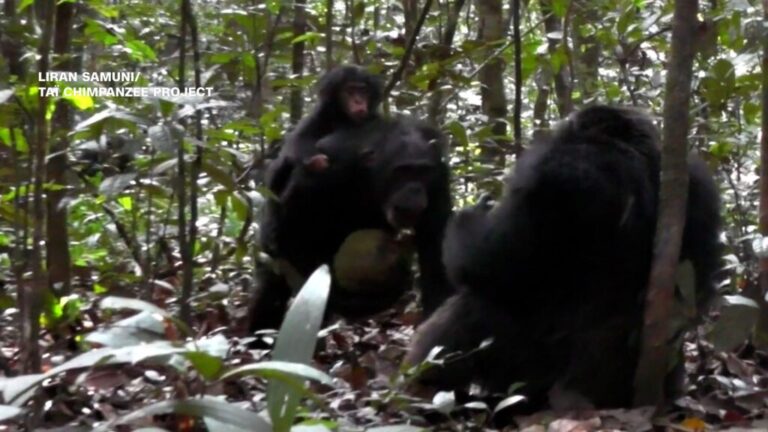 animal-comms-vignette-chimpanzees_THUMB.jpg