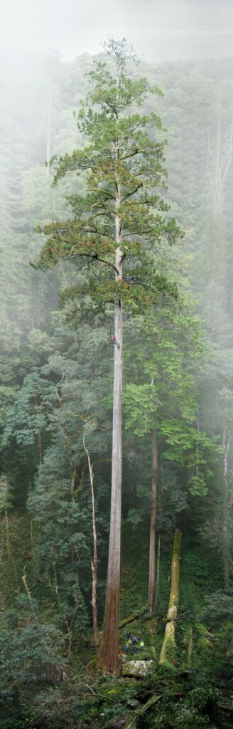 The towering Heaven Sword is a coniferous Taiwania fir that's 84.1 meters tall.