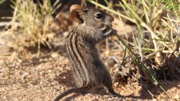 stripedmouse.jpg