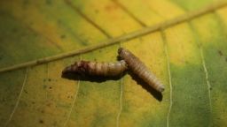 Larvae of the screwworm fly that were extracted from cows lie at an inspection center of Honduras' Secretary of Agriculture and Livestock, in Valle de Jamastran, Honduras, May 21, 2025.