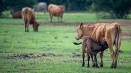 Cattle graze in a field on June 02, 2026 in Quemado, Texas.