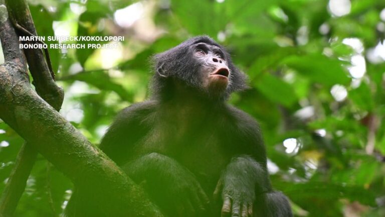 Animal comms vignette_BONOBOS-thumb.jpg