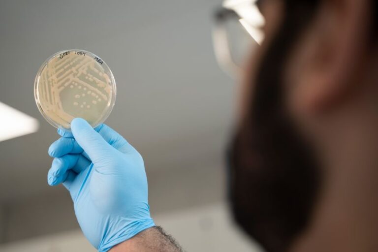 Microbiologist Mohamed Sarhan examines colonies of yeast taken from a sample of Ötzi’s stomach.