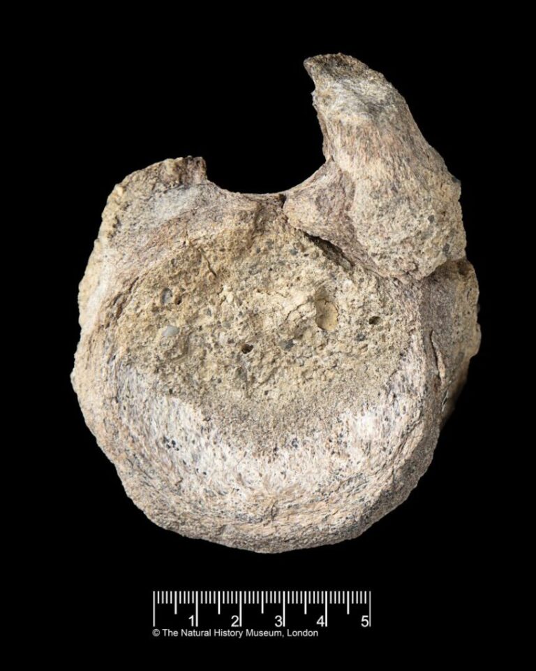 The fossil is a vertebra belonging to a Titanosaur.