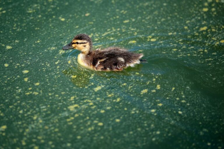 A duckling swims through algae in the newly repainted Lincoln Memorial Reflecting Pool on the National Mall on June 16, 2026.