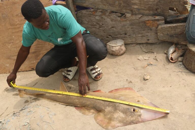 Seidu measures a spineback guitarfish, the most commonly caught guitarfish.