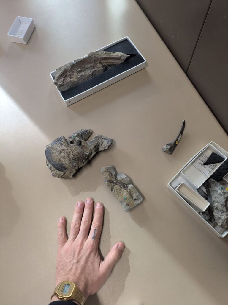 Experts revisited fossils that had been in London’s Natural History Museum for more than 100 years.