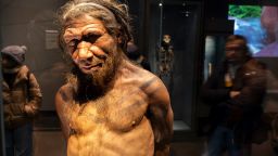 Neanderthal man at the human evolution exhibit at the Natural History Museum on 19th January 2024 in London, United Kingdom. The museum exhibits a vast range of specimens from various segments of natural history. The museum is home to life and earth science specimens comprising some 80 million items within five main collections: botany, entomology, mineralogy, paleontology and zoology. The museum is a centre of research specialising in taxonomy, identification and conservation. (photo by Mike Kemp/In Pictures via Getty Images)