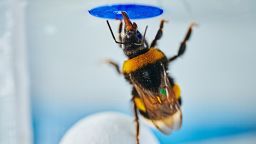 Bumble bee standing on a ball beneath the artificial flower, illustrating the experimental solution.