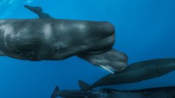 Members of a sperm whale family near the Caribbean island of Dominica are part of a clan that's culturally distinct from others. Each clan communicates in its own dialect of click patterns, like Morse code.
