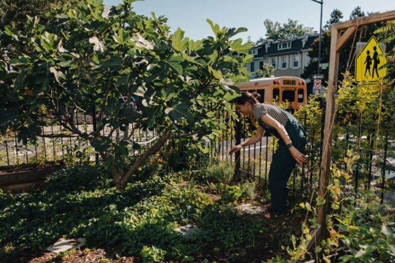 Michelle Mingrone keeps two electric mosquito traps running: one in her front yard and one in back.