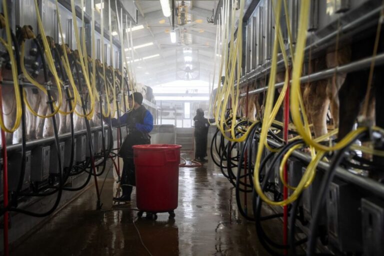 Employees spray water to clean stations where cows are hooked up to milking machines at Raw Farm.