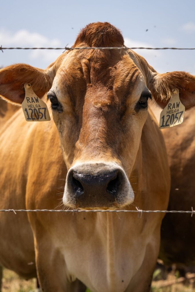 A cow during the Camping with the Cows event.
