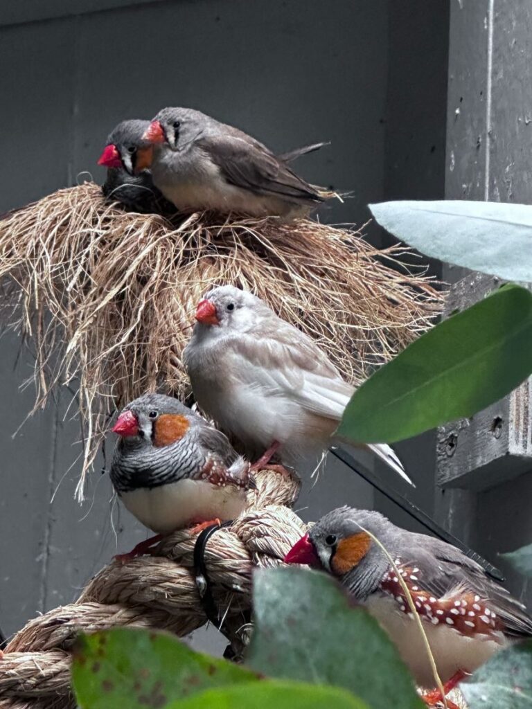 Native to Australia, zebra finches are boistorous, red-beaked birds.