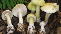 This photo provided by the California Department of Public Health shows Death Cap mushrooms.