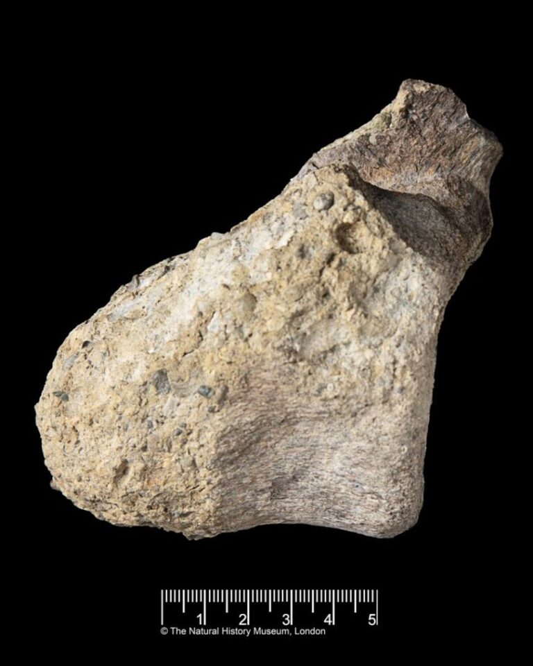The fossil had been in a drawer for decades.