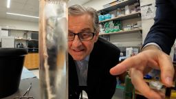 Dr. Kevin Tracey and his lab team in the 1990s discovered by “accident” that the vagus nerve, a major communication pathway in the body, plays an integral role in controlling inflammation. His decades of research culminated with the 2025 approval by the Food and Drug Administration of a groundbreaking device to help patients with rheumatoid arthritis.